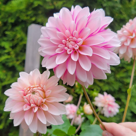 Budapest Blush Dahlia Tuber