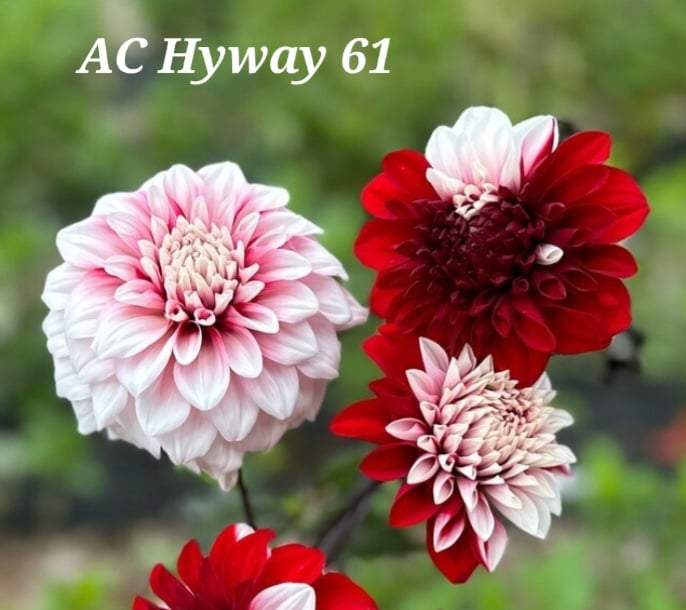 AC HWY 61 Dahlia Tuber