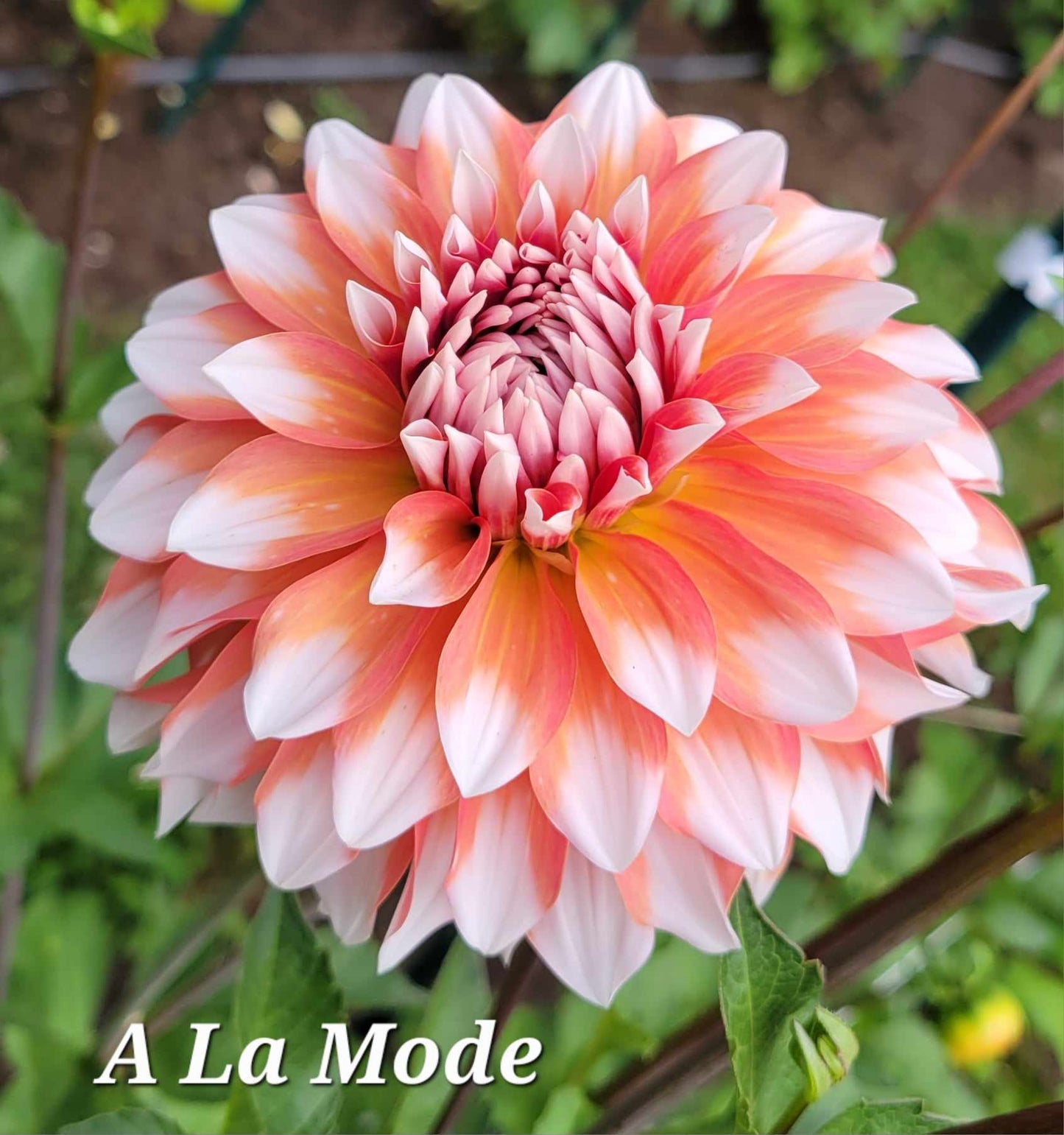 A La Mode Dahlia Tuber