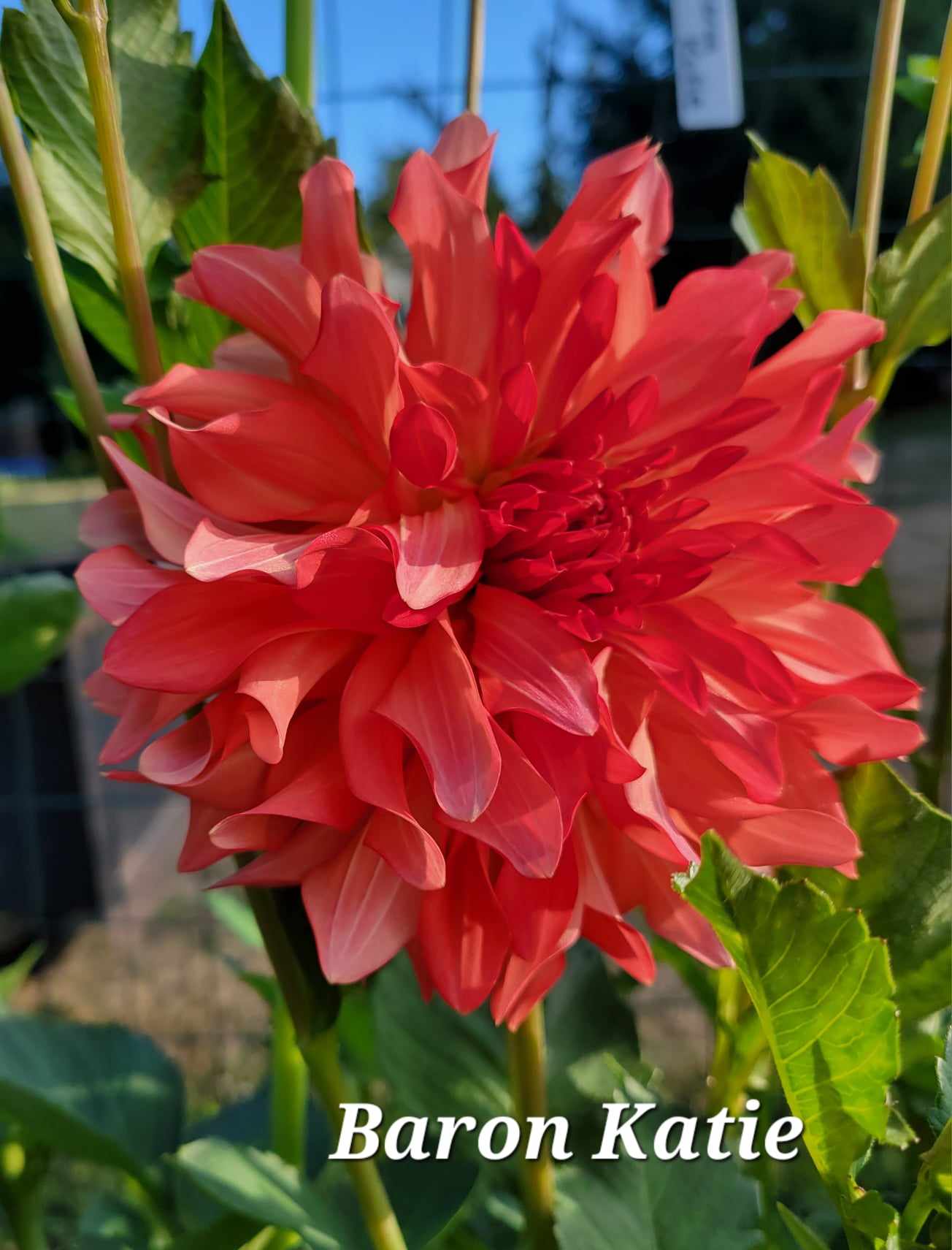 Baron Katie Dahlia Tuber