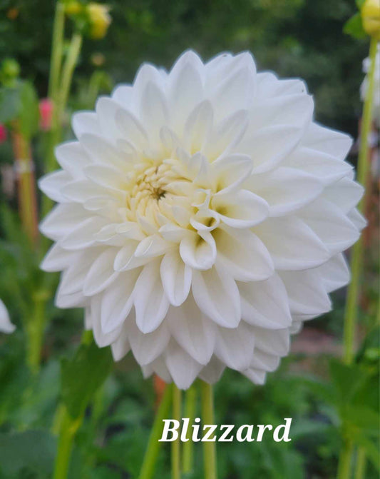 Blizzard dahlia Tuber