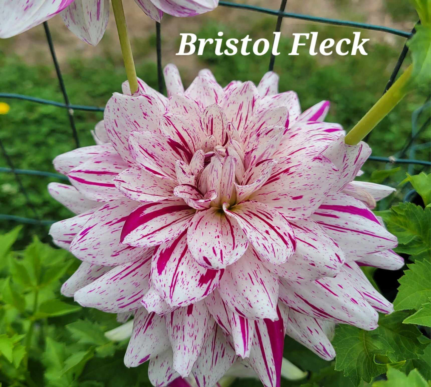 Bristol Fleck Dahlia Tuber