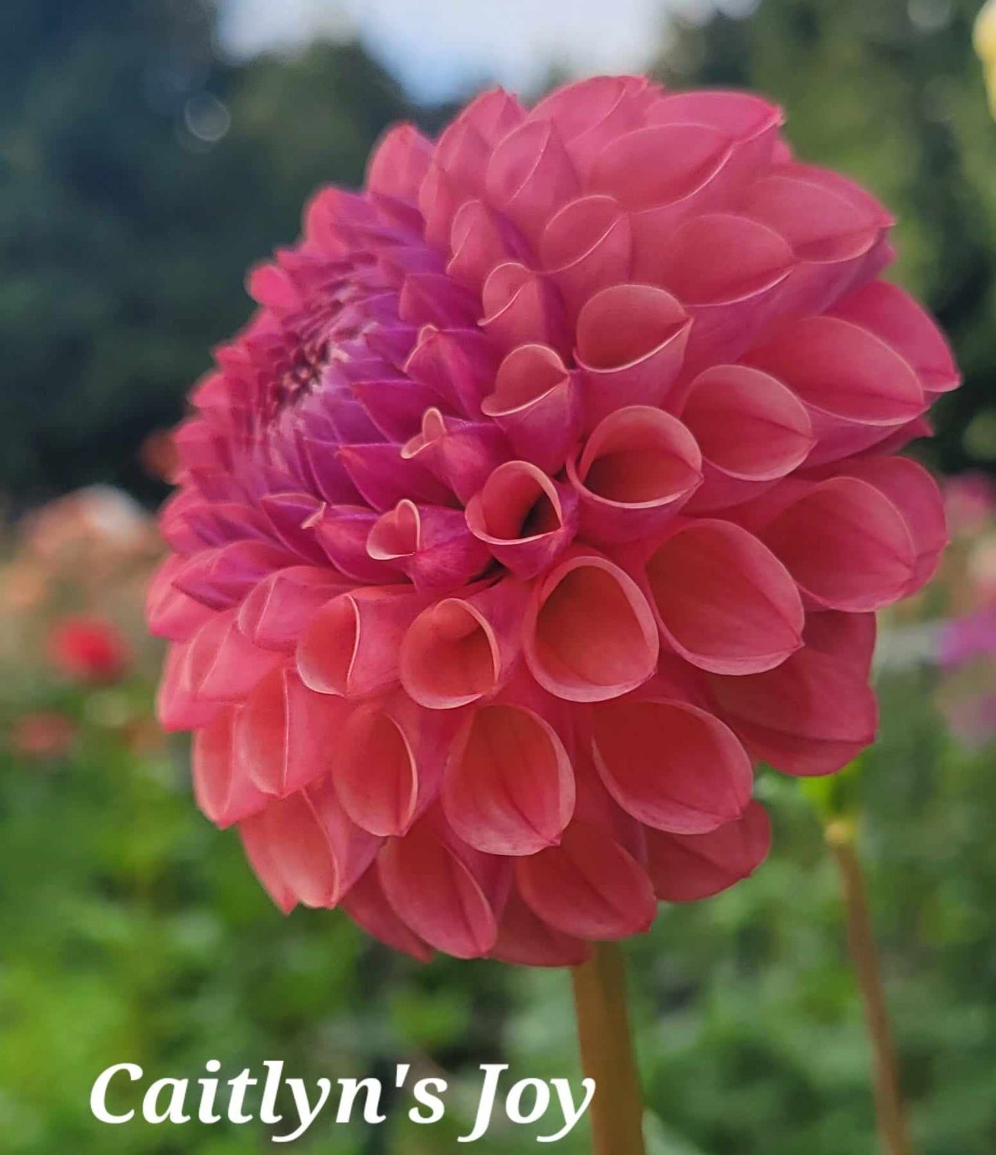 Caitlin's Joy Dahlia Tuber