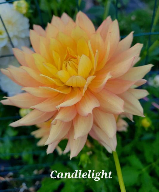 Candlelight Dahlia Tuber