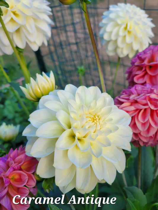 Caramel Antique Dahlia Tuber