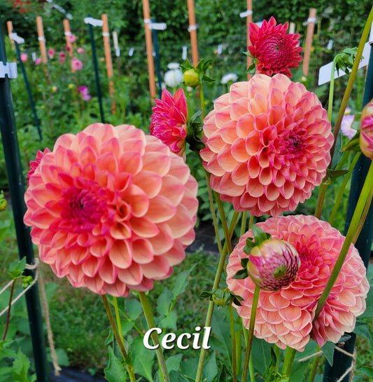 Cecil Dahlia Tuber