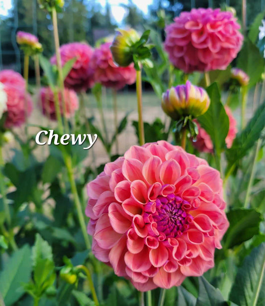 Chewy Dahlia TUber