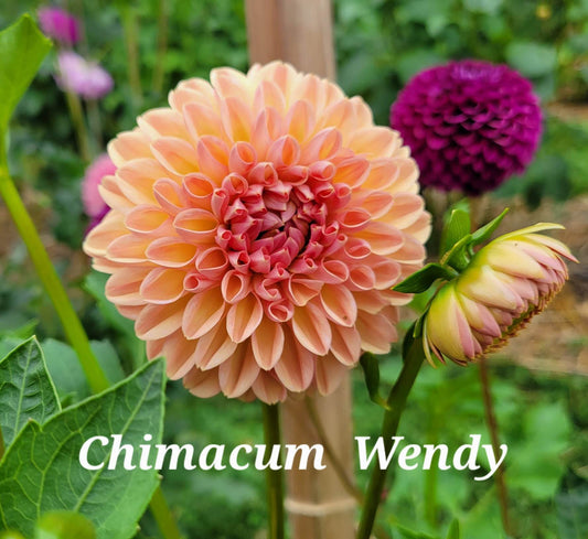 Chimacum Wendy Dahlia Tuber