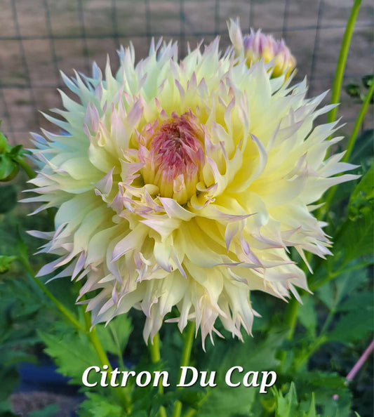 Citron Du Cap Dahlia Tuber