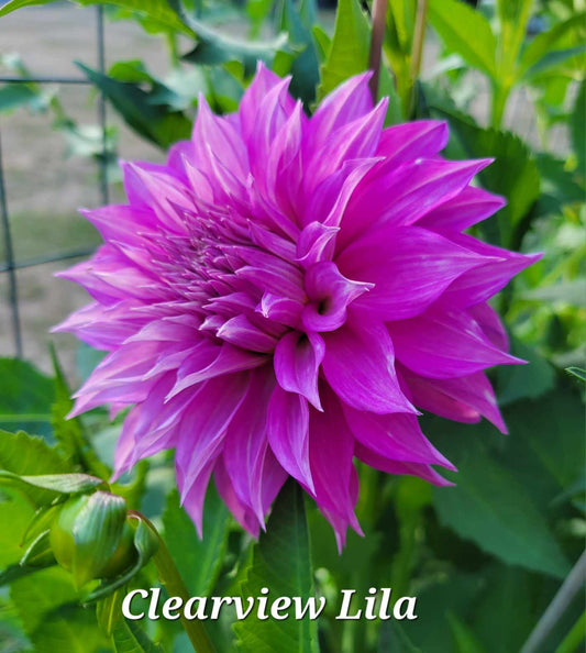 Clearview Lila Dahlia Tuber