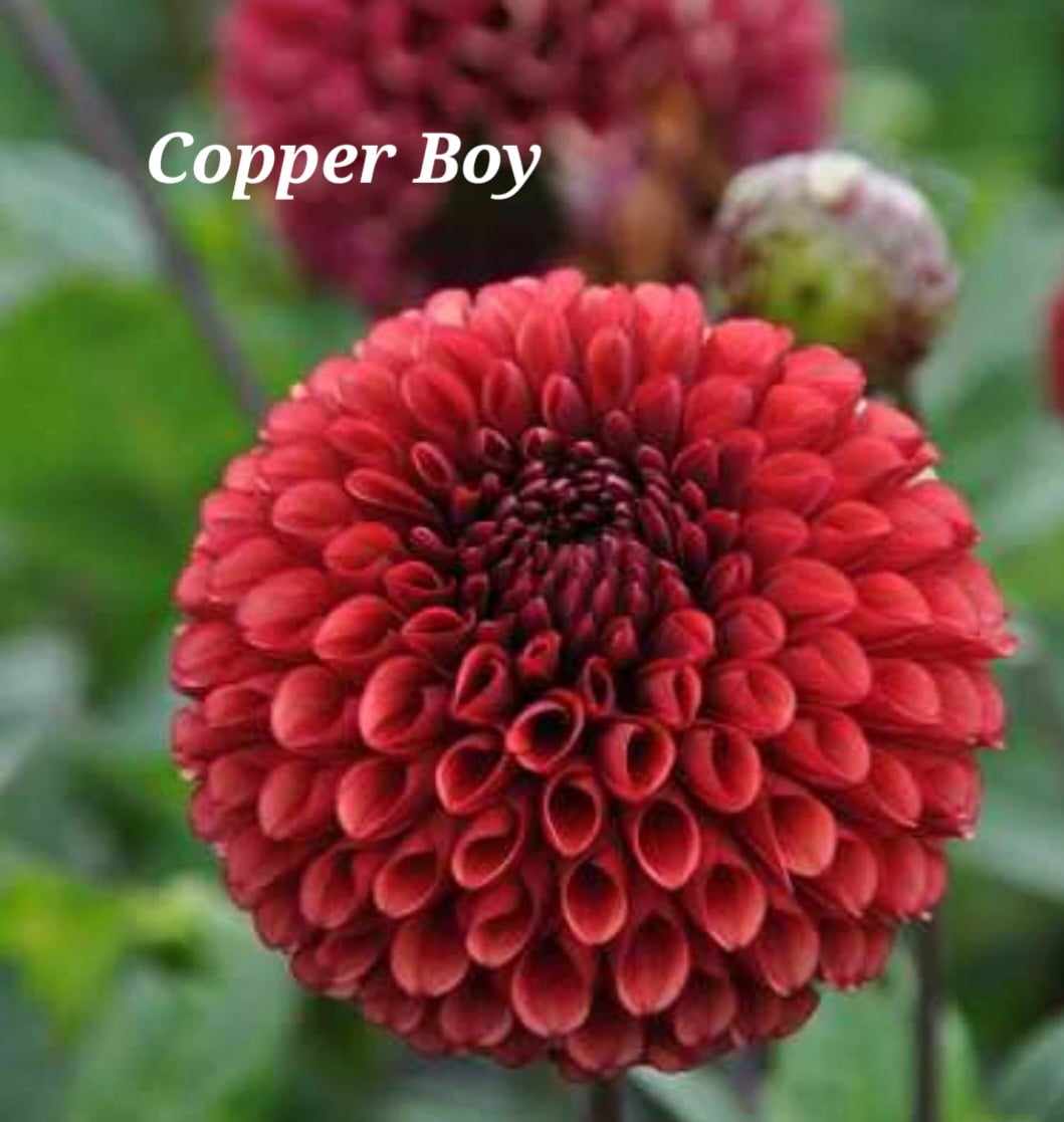 Copper Boy Dahlia Tuber