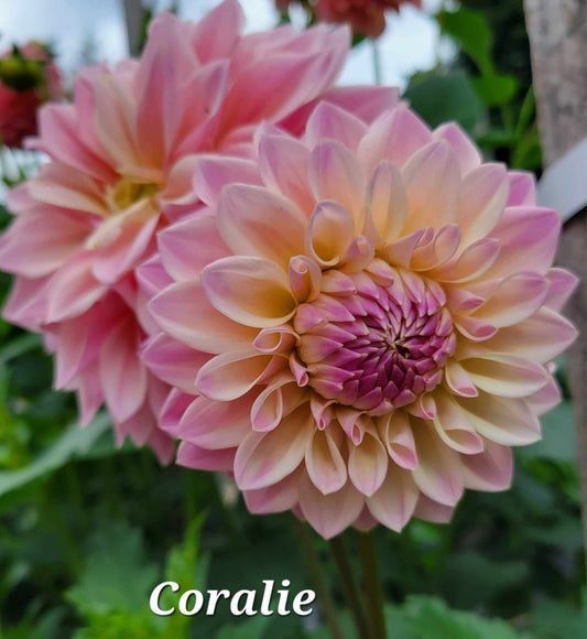 Coralie Dahlia Tuber