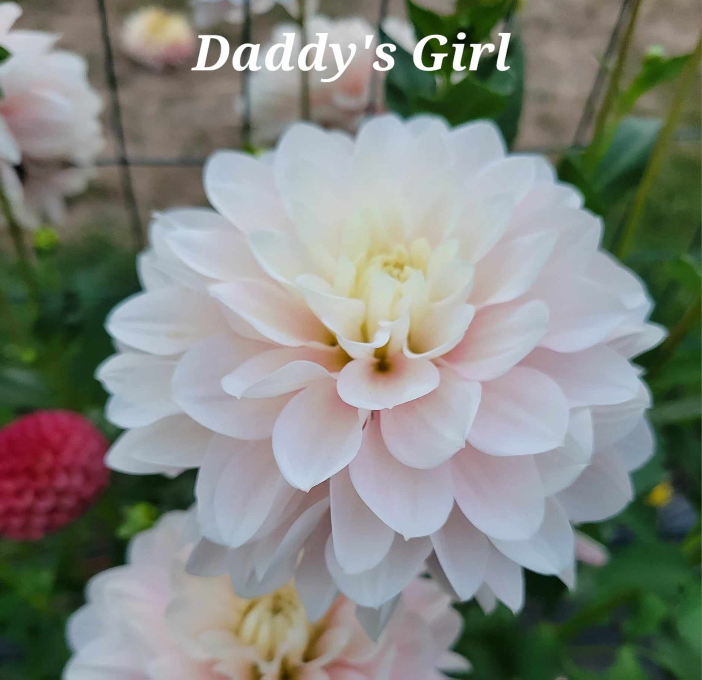 Daddy's Girl Dahlia Tuber