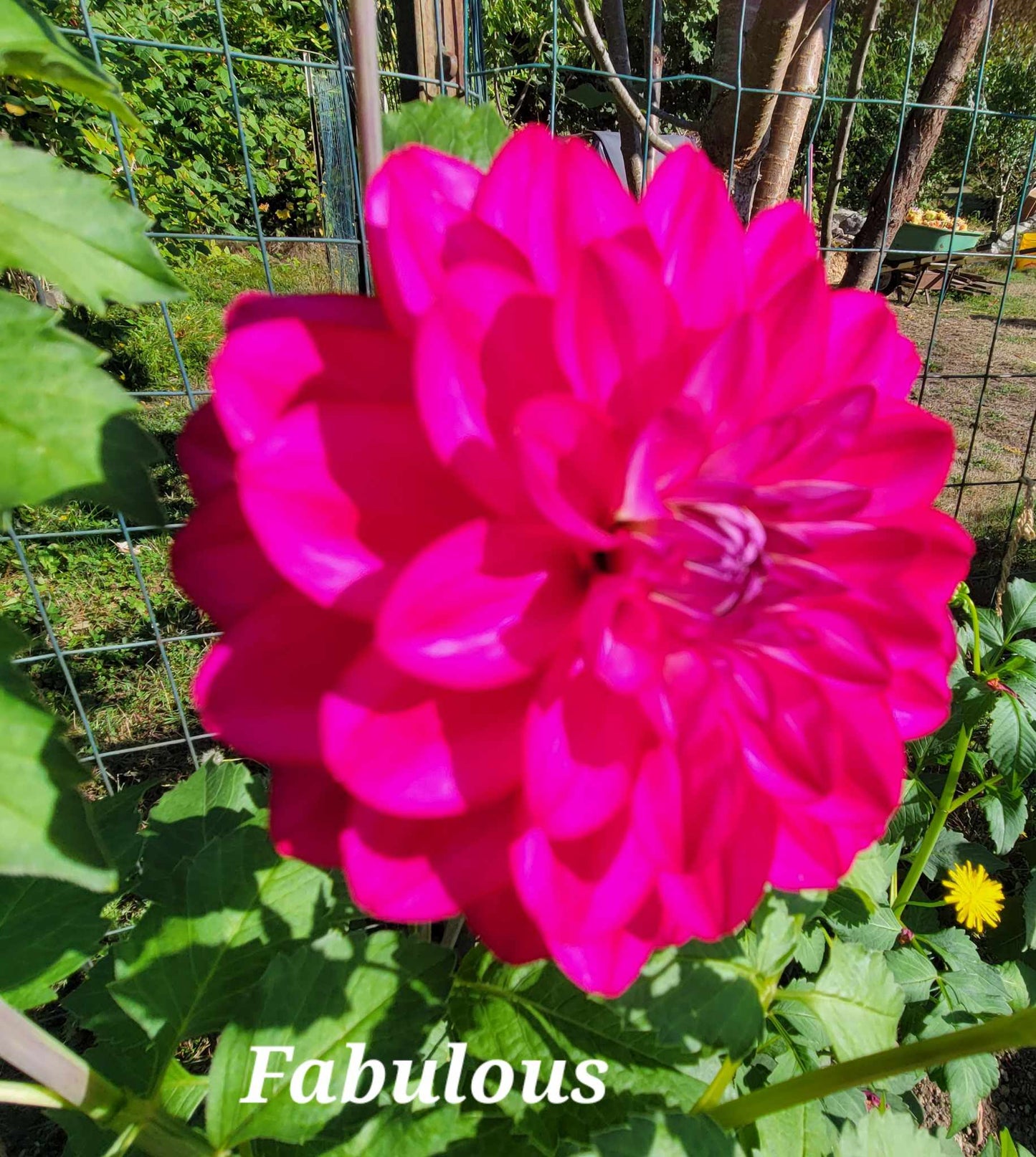 Fabulous Dahlia Tuber