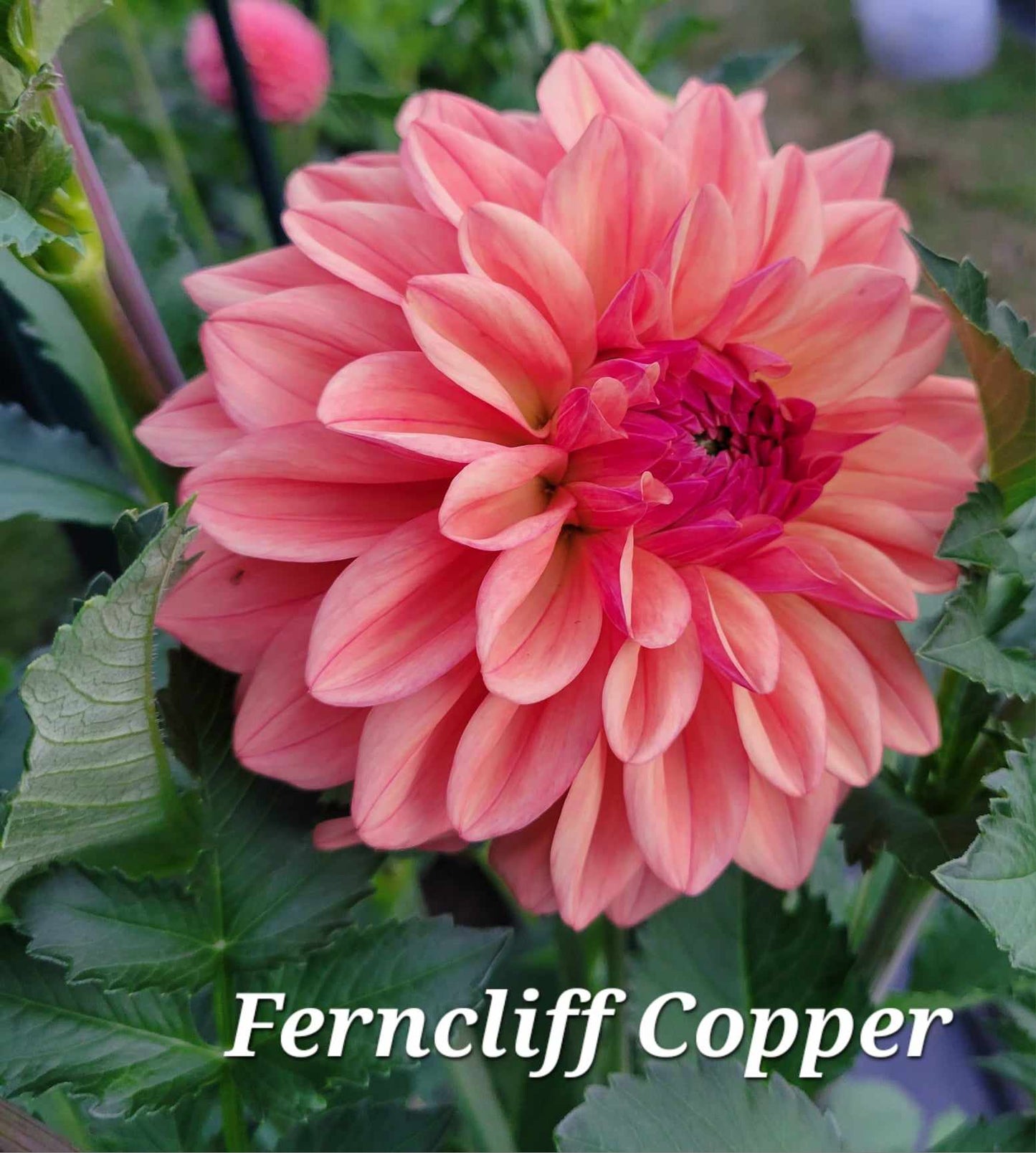 Ferncliff Copper Dahlia Tuber