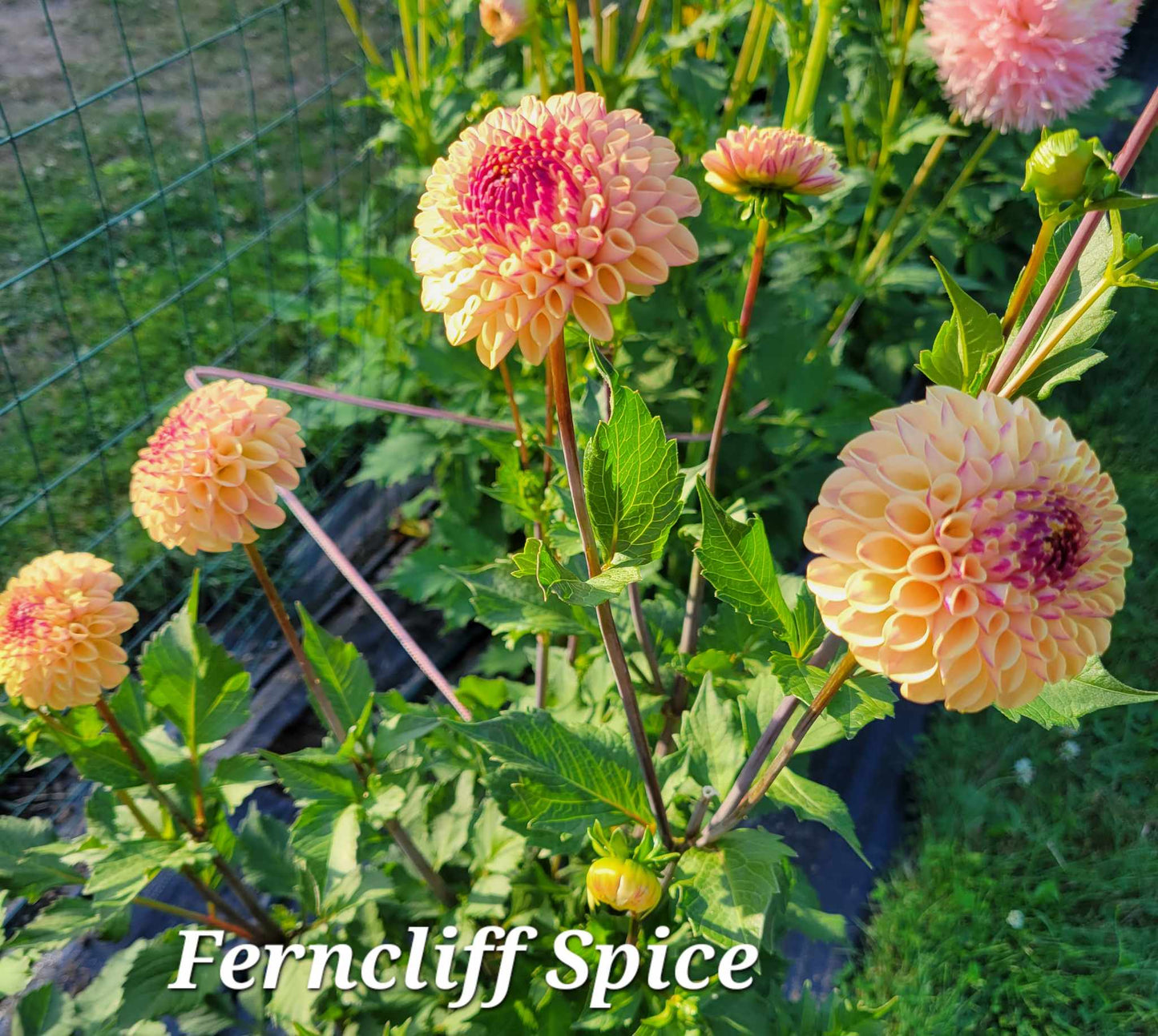 Ferncliff Spice Dahlia Tuber