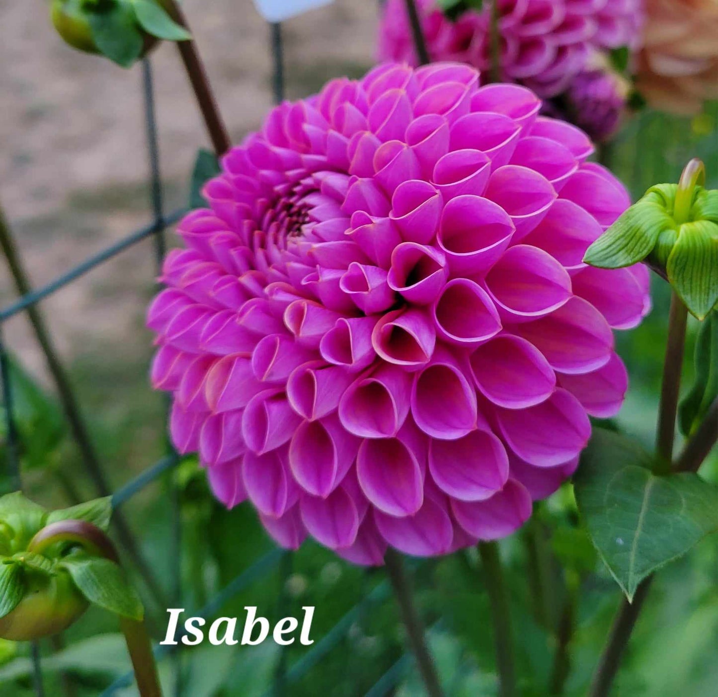 Isabel Dahlia Tuber