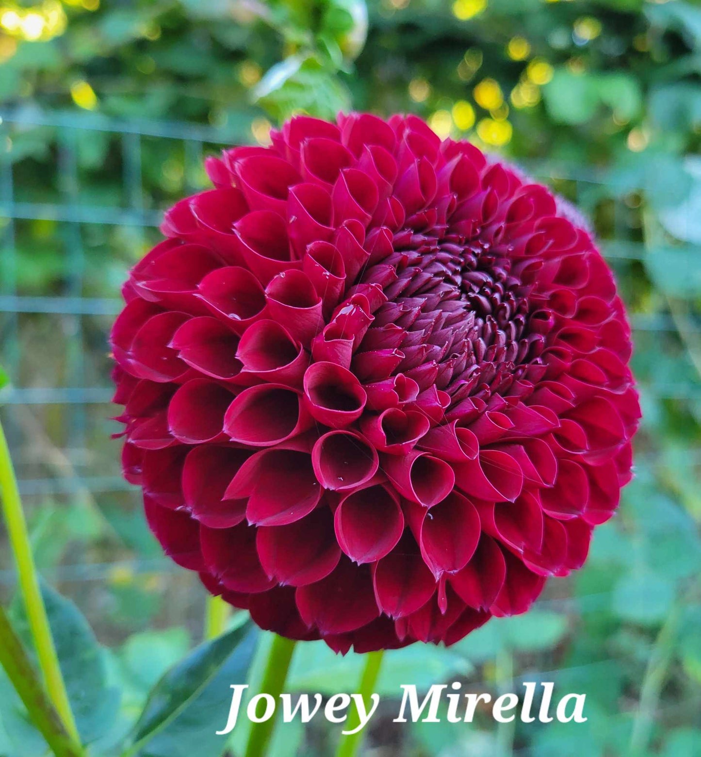 Jowey Mirella Dahlia Tuber