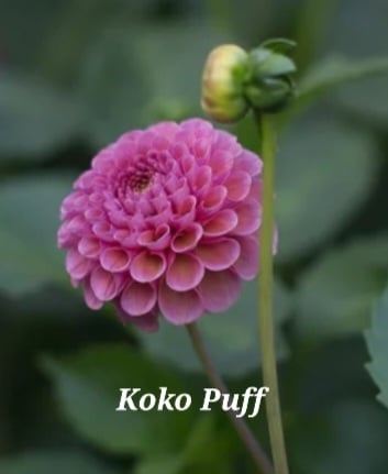 Koko Puff Dahlia Tuber