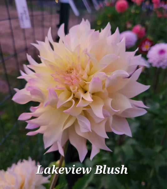 Lakeview Blush Dahlia Tuber (LIMIT 1)