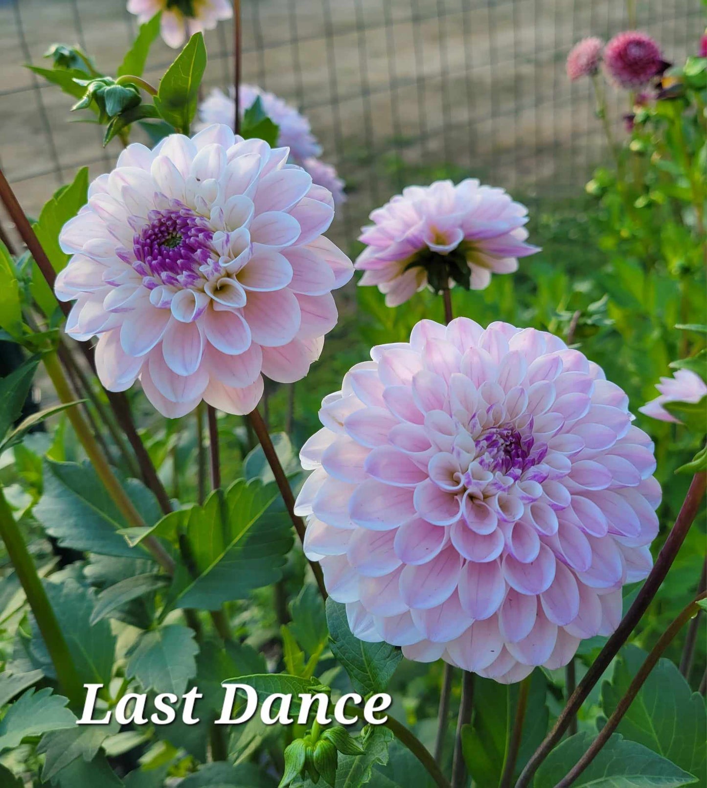 Last Dance Dahlia Tuber