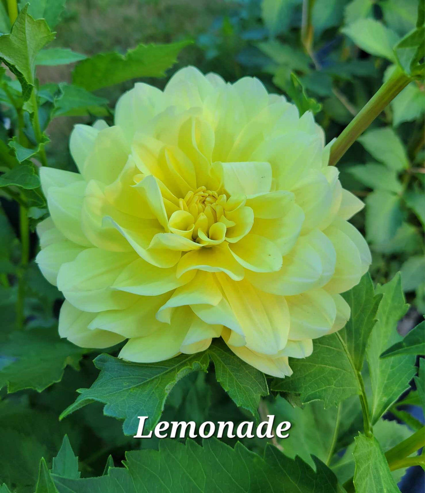 Lemonade Dahlia Tuber