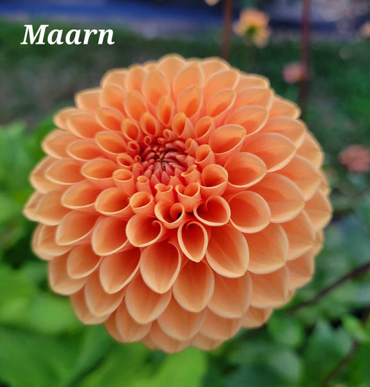 Maarn Dahlia Tuber