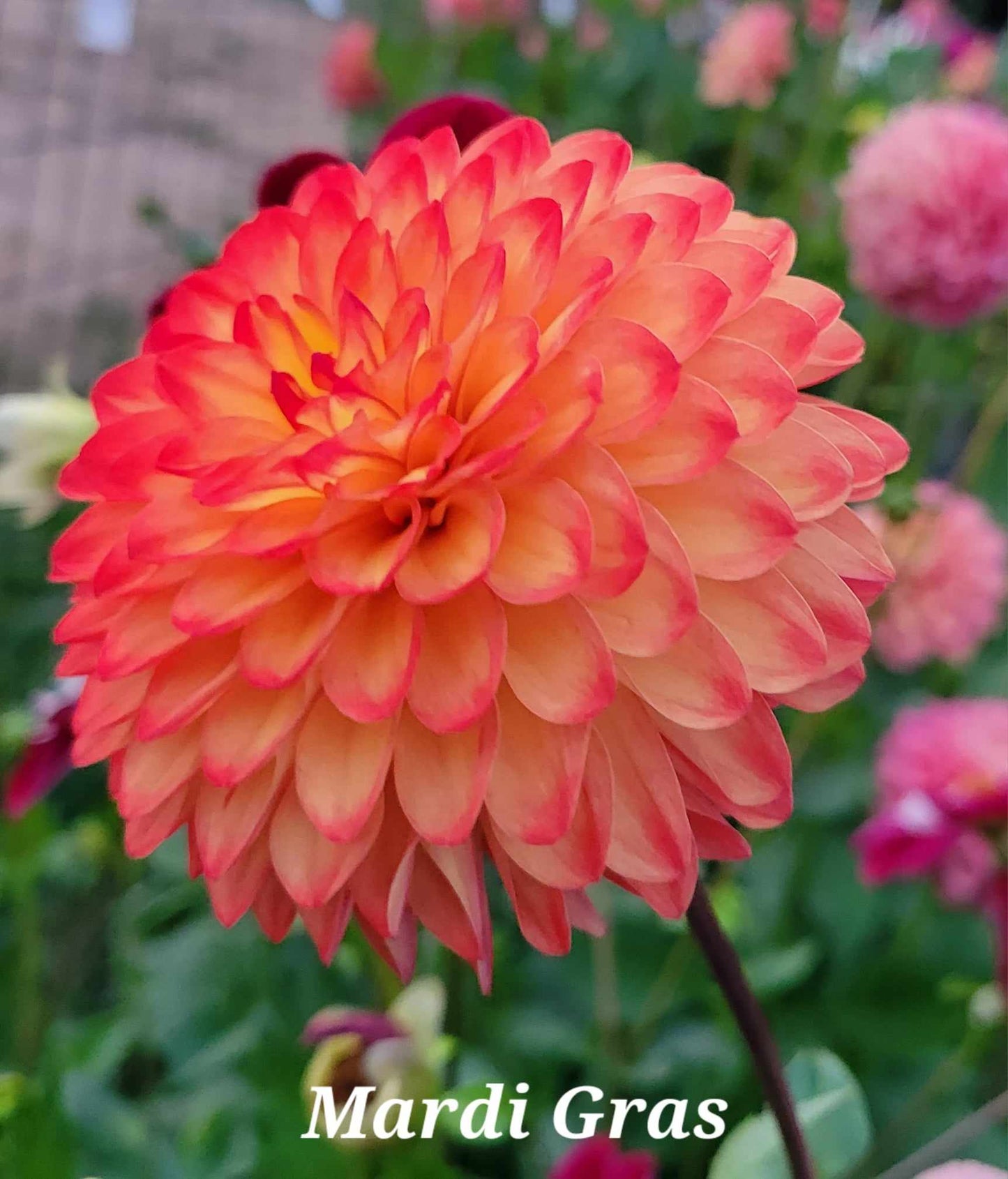 Mardi Gras Dahlia Tuber