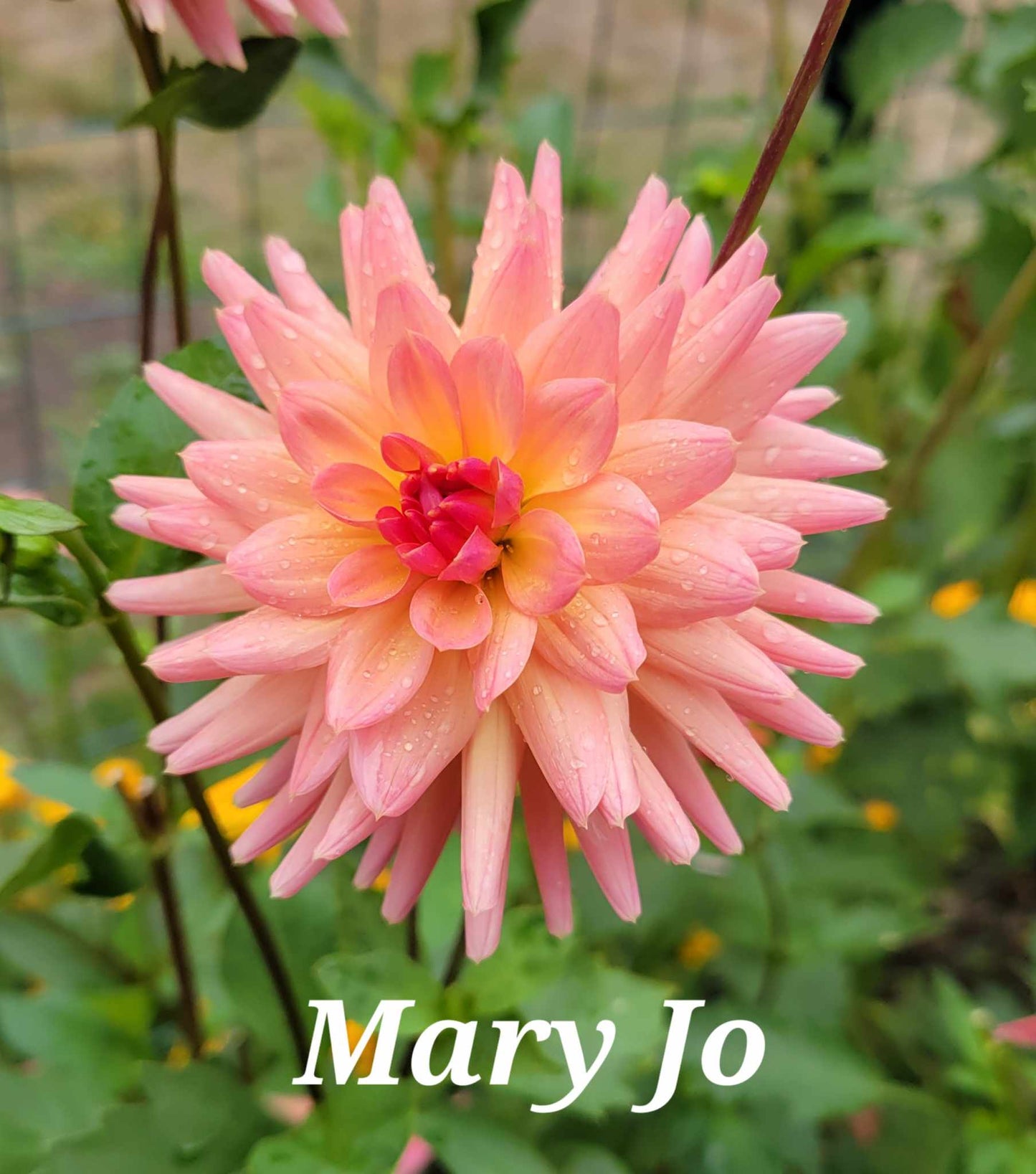 Mary Jo Dahlia Tuber