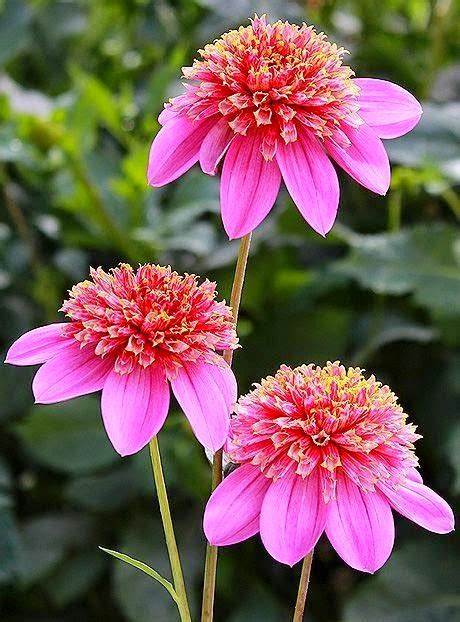 Mexico Dahlia Tuber