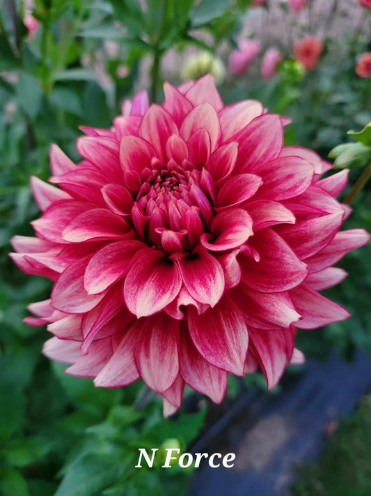 N-Force Dahlia Tuber