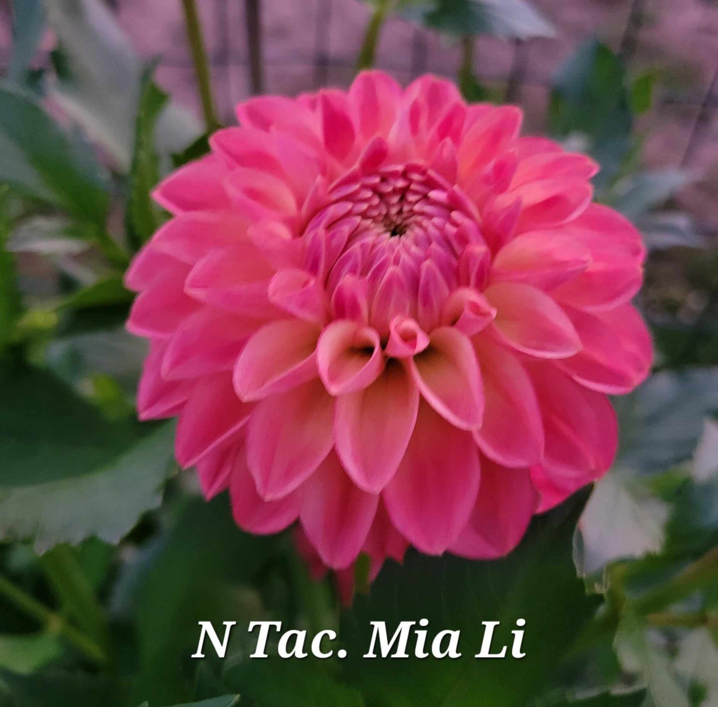 NTAC Mia Li Dahlia Tuber