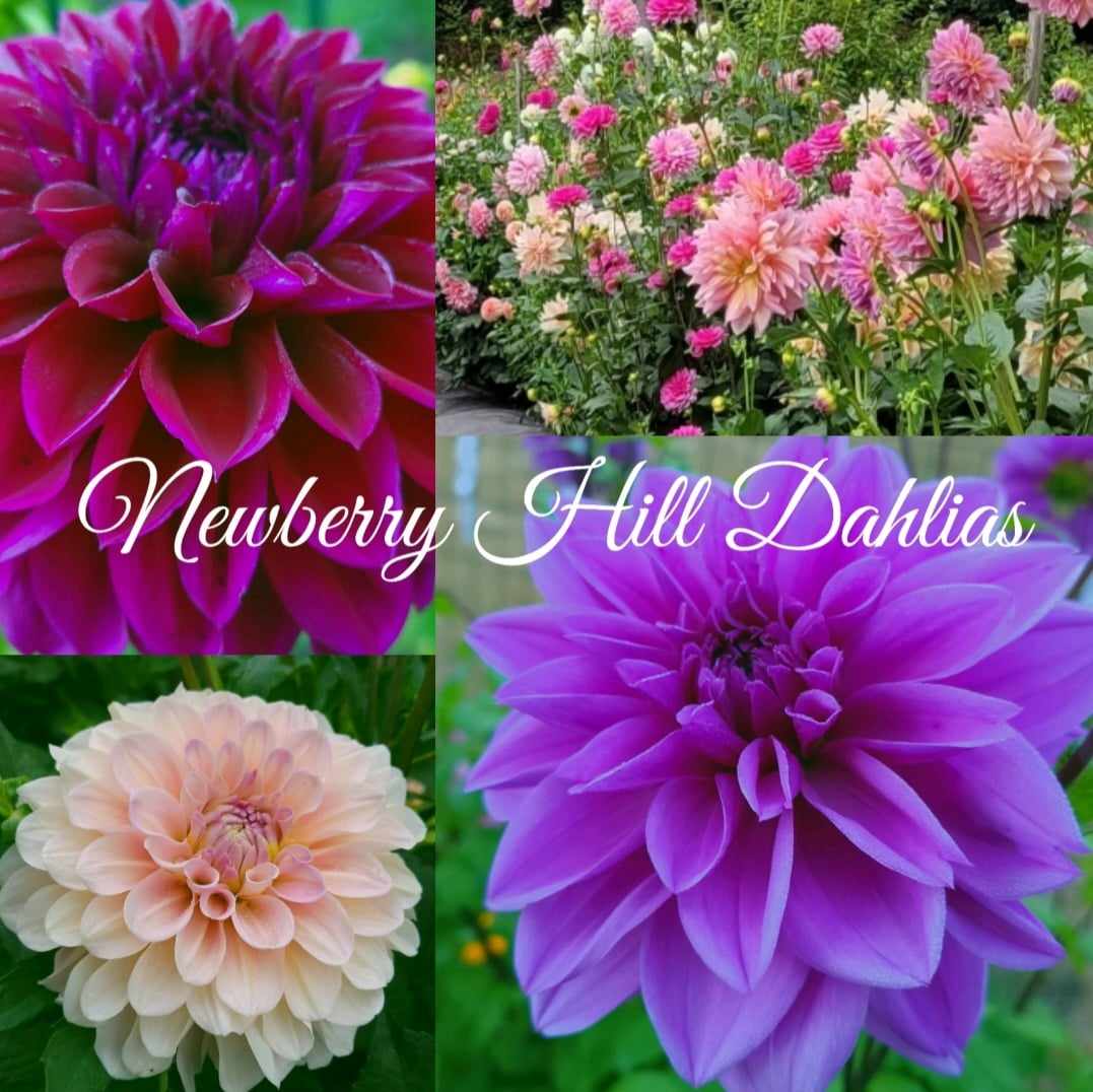 Newberry Hill Dahlias
