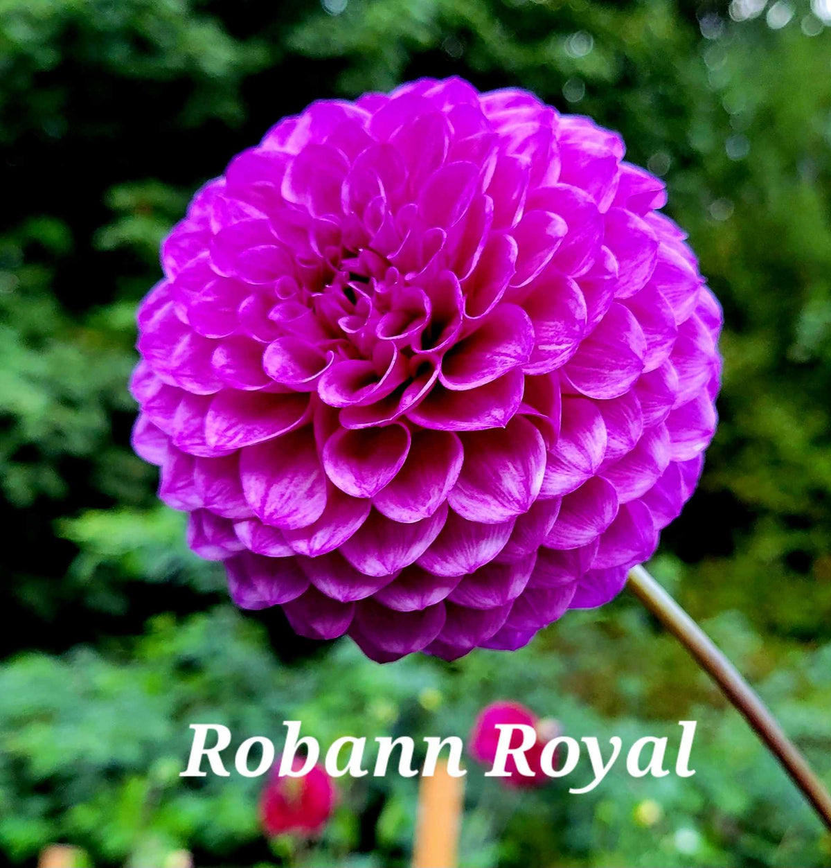 Robann Royal Dahlia Tuber – Newberry Hill Dahlias