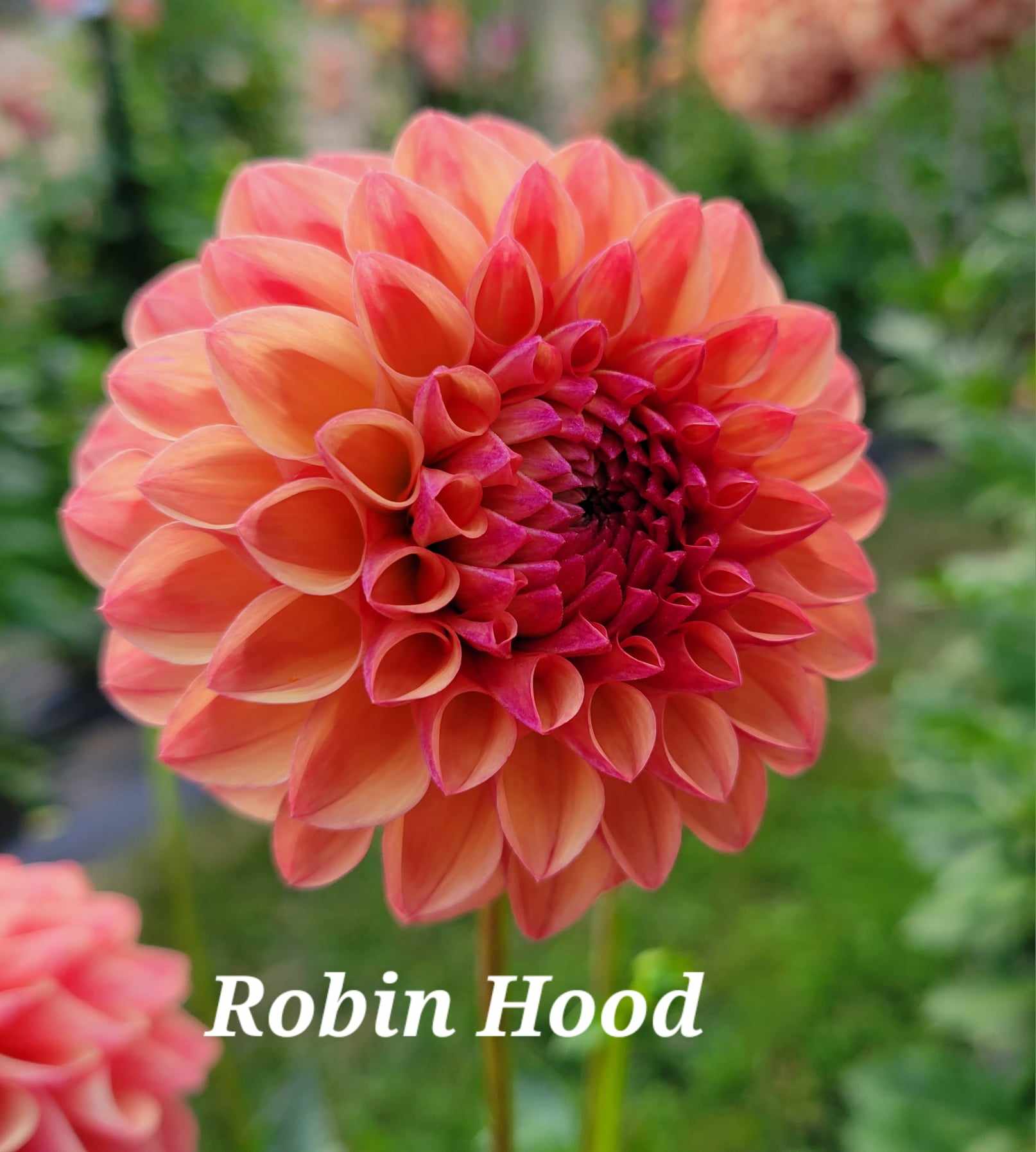 Robin Hood Dahlia Tuber – Newberry Hill Dahlias