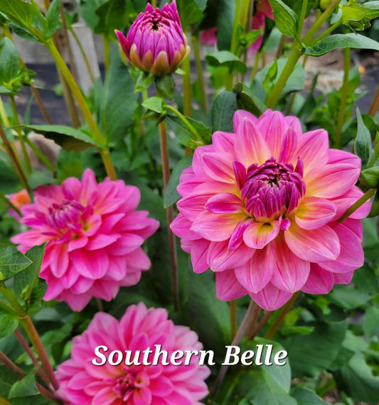 Southern Belle Dahlia Tuber