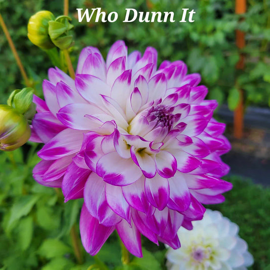 Who Dunn It Dahlia Tuber