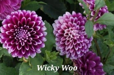 Wicky Woo Dahlia Tuber