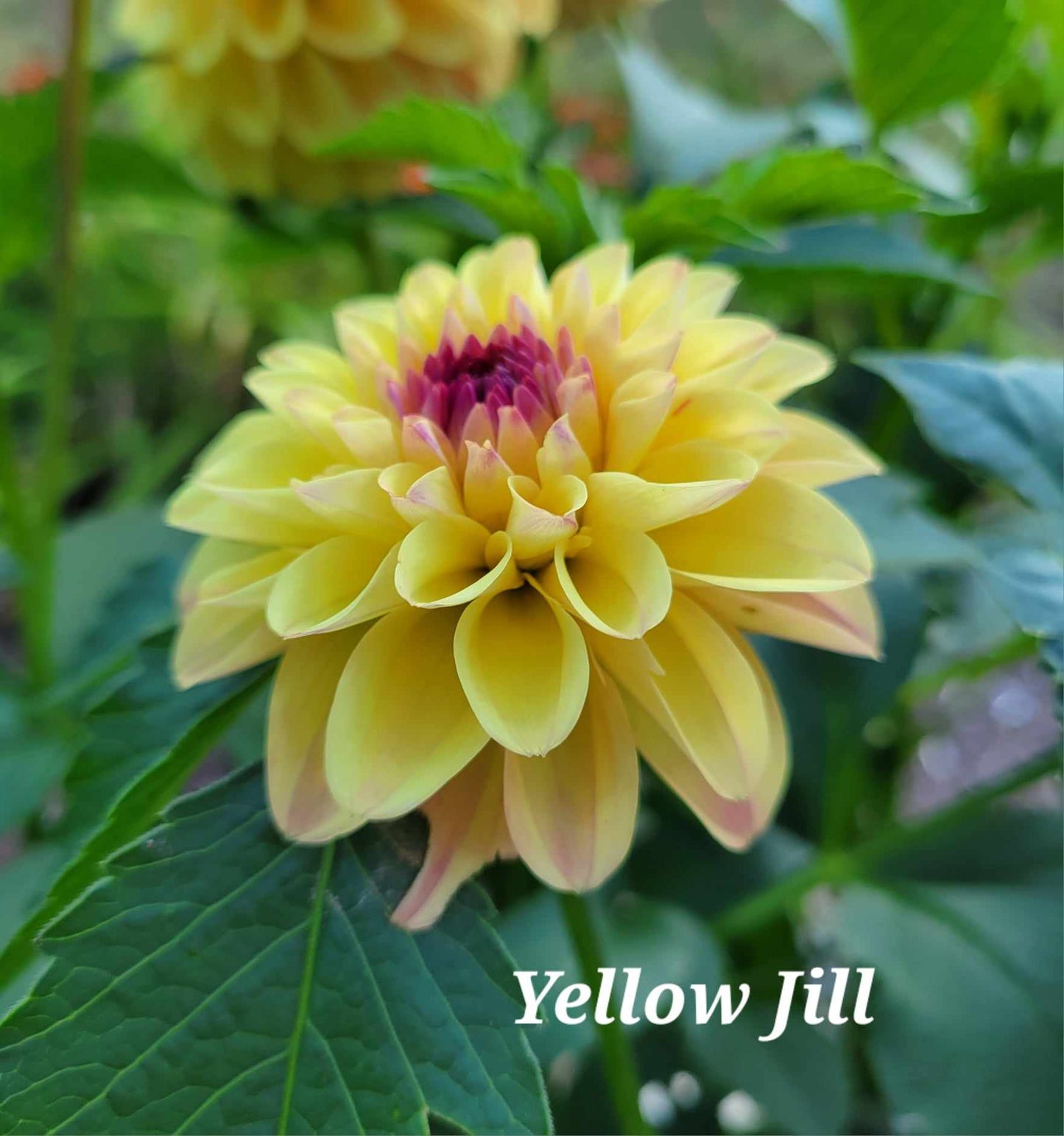 Yellow Jill Dahlia Tuber