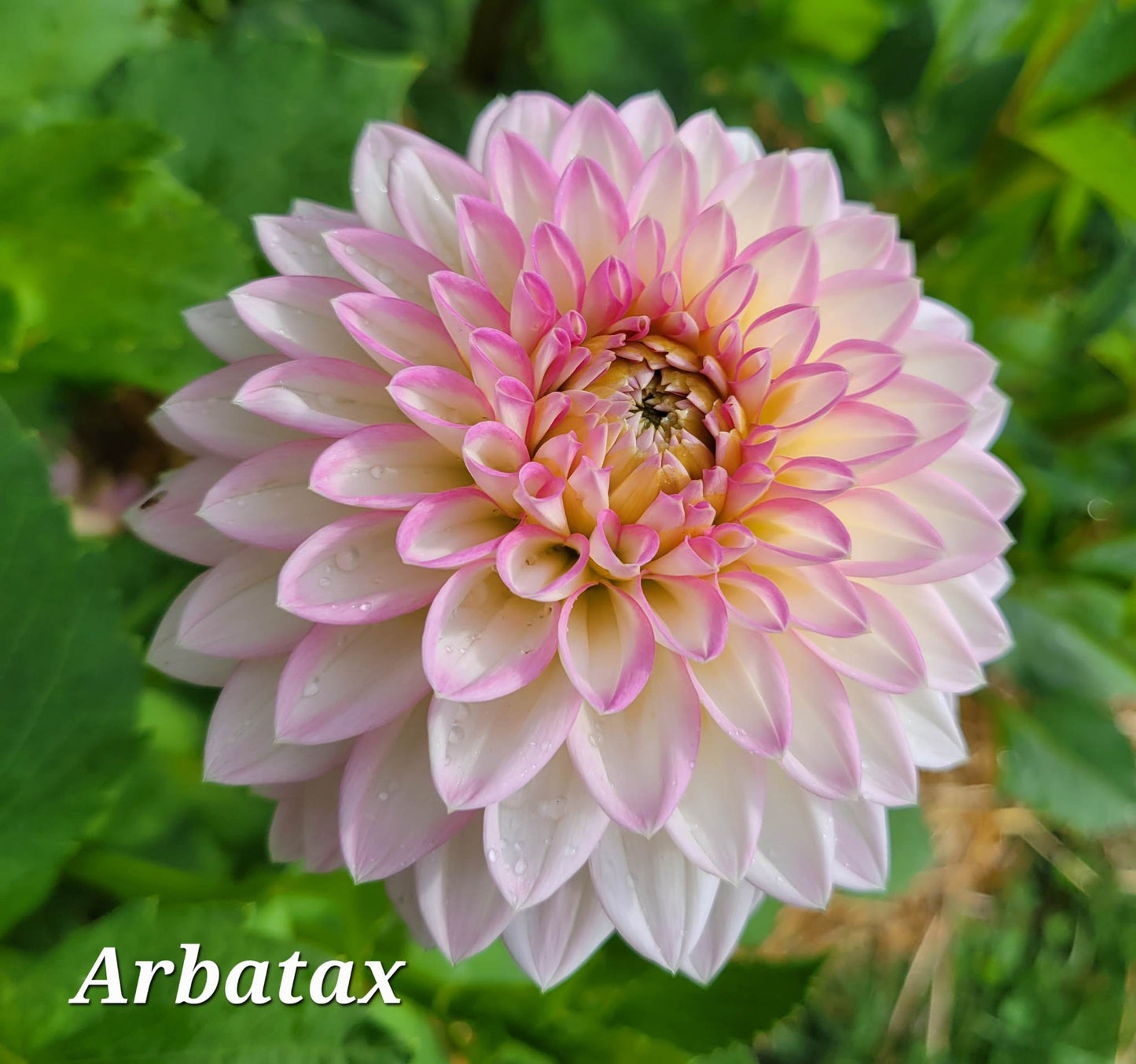 Arbatax Dahlia Tuber