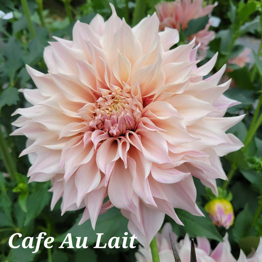 Cafe Au Lait Dahlia Tuber