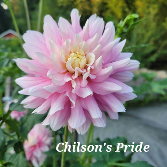 Chilson's Pride Dahlia Tuber