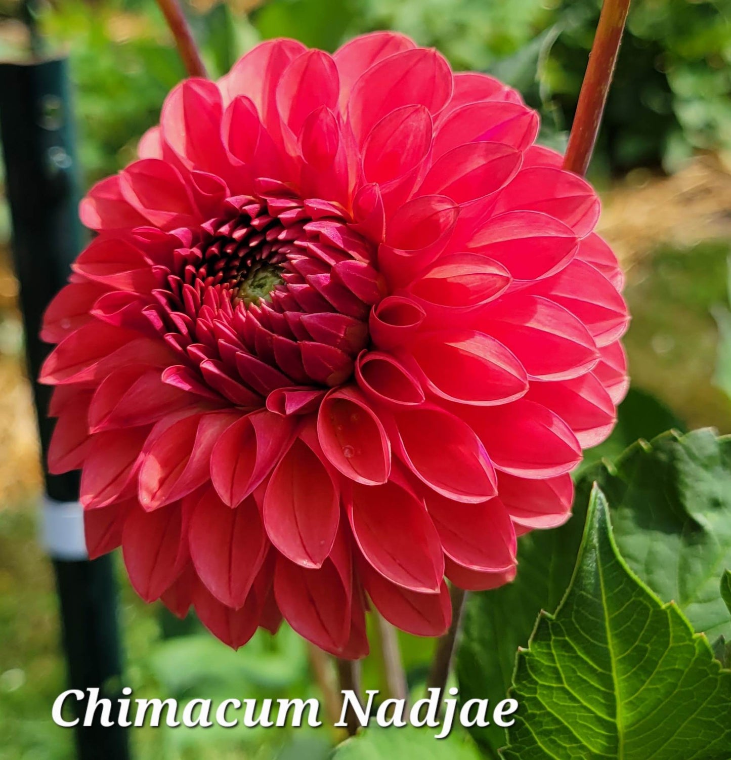 Chimacum Nadjae Dahlia Tuber