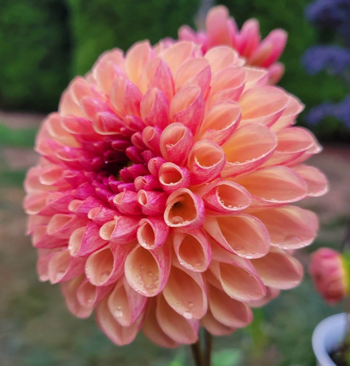 Coseytown Bounty Dahlia Tuber