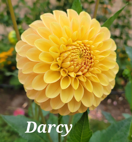 Darcy Dahlia Tuber