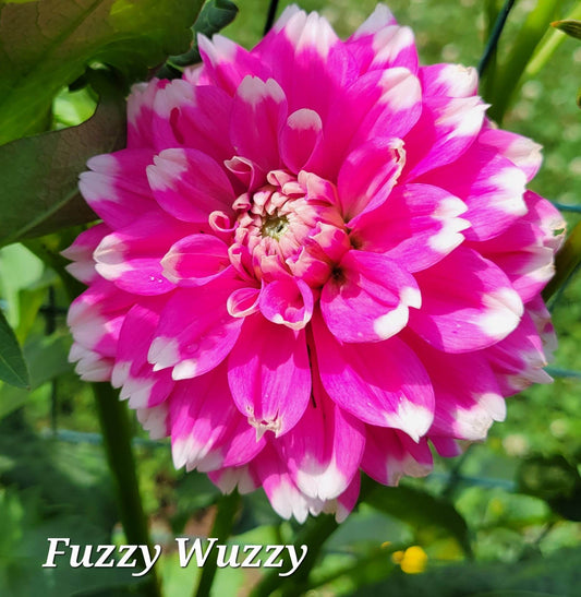 Fuzzy Wuzzy Dahlia Tuber