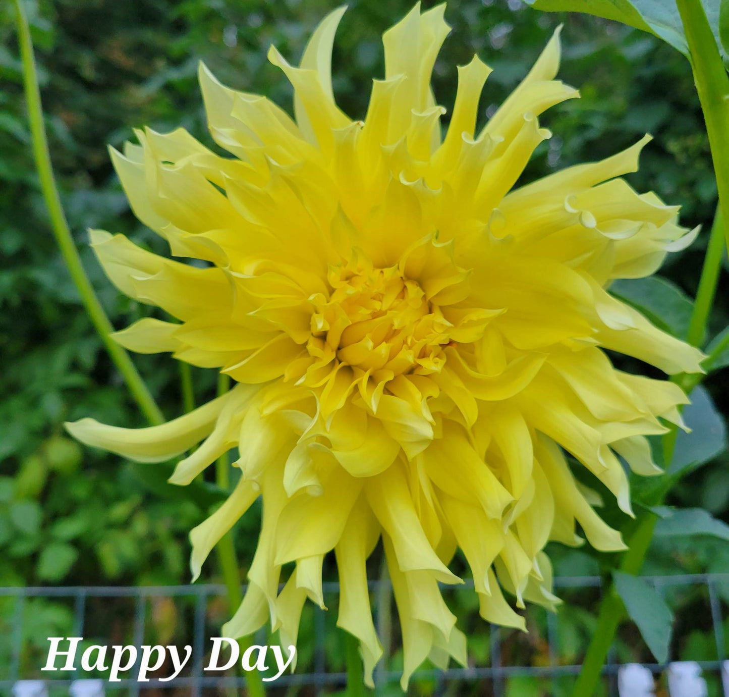 Happy Day Dahlia Tuber