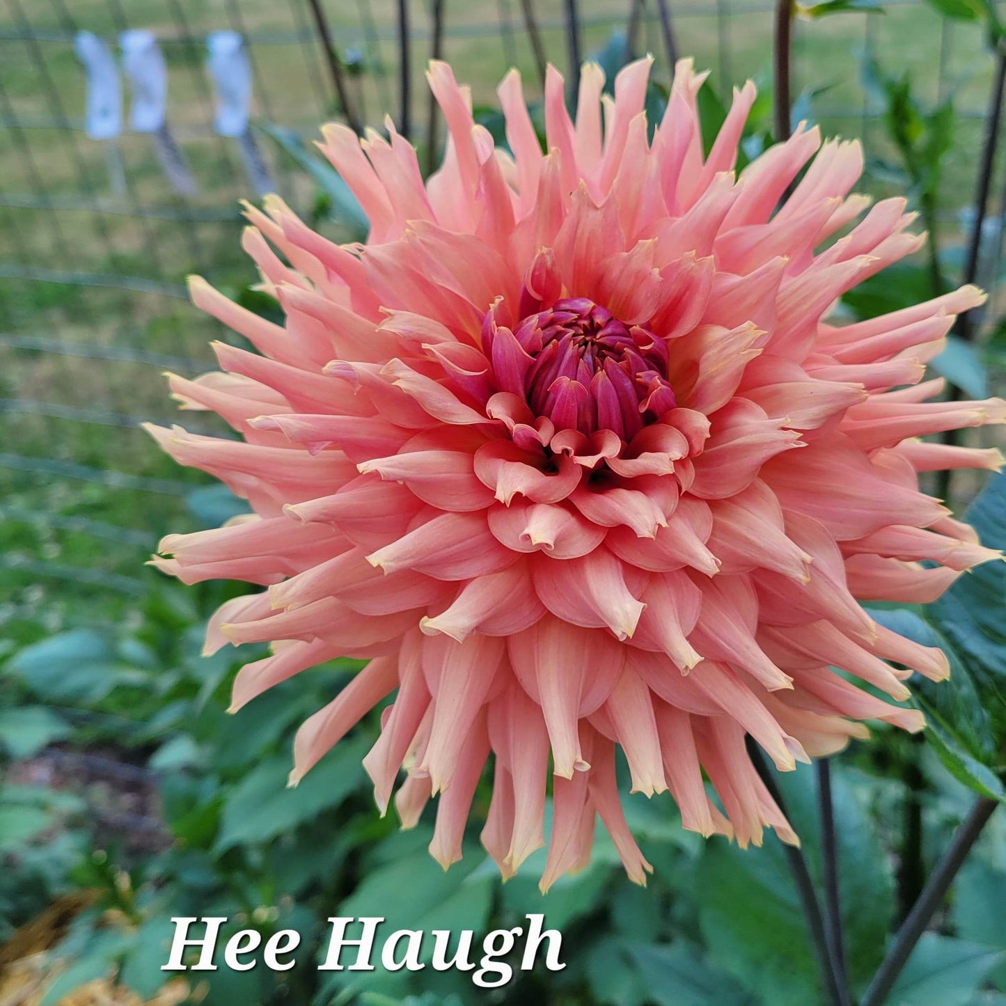 Hee Haugh Dahlia Tuber