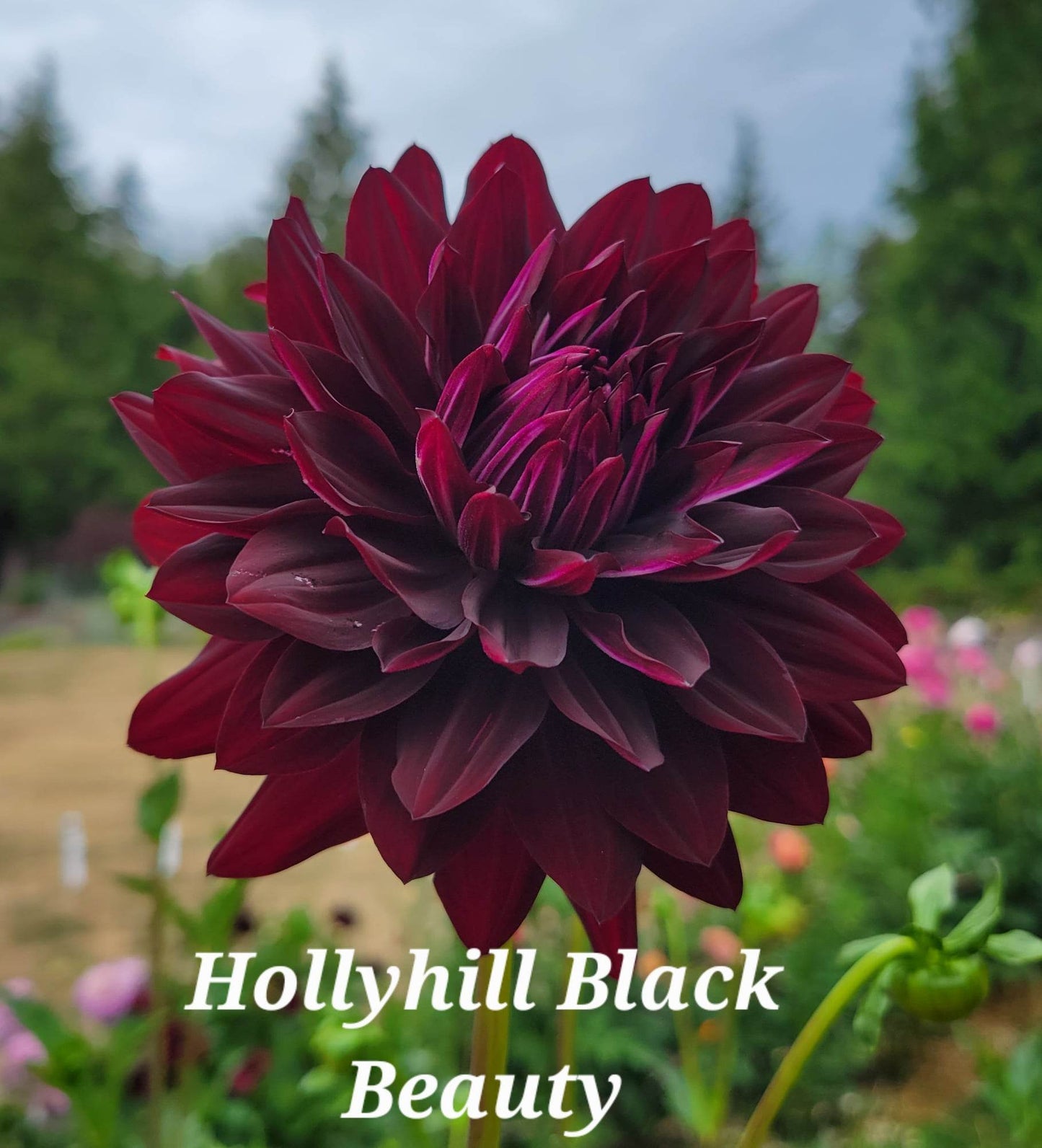 Hollyhill Black Beauty Dahlia Tuber