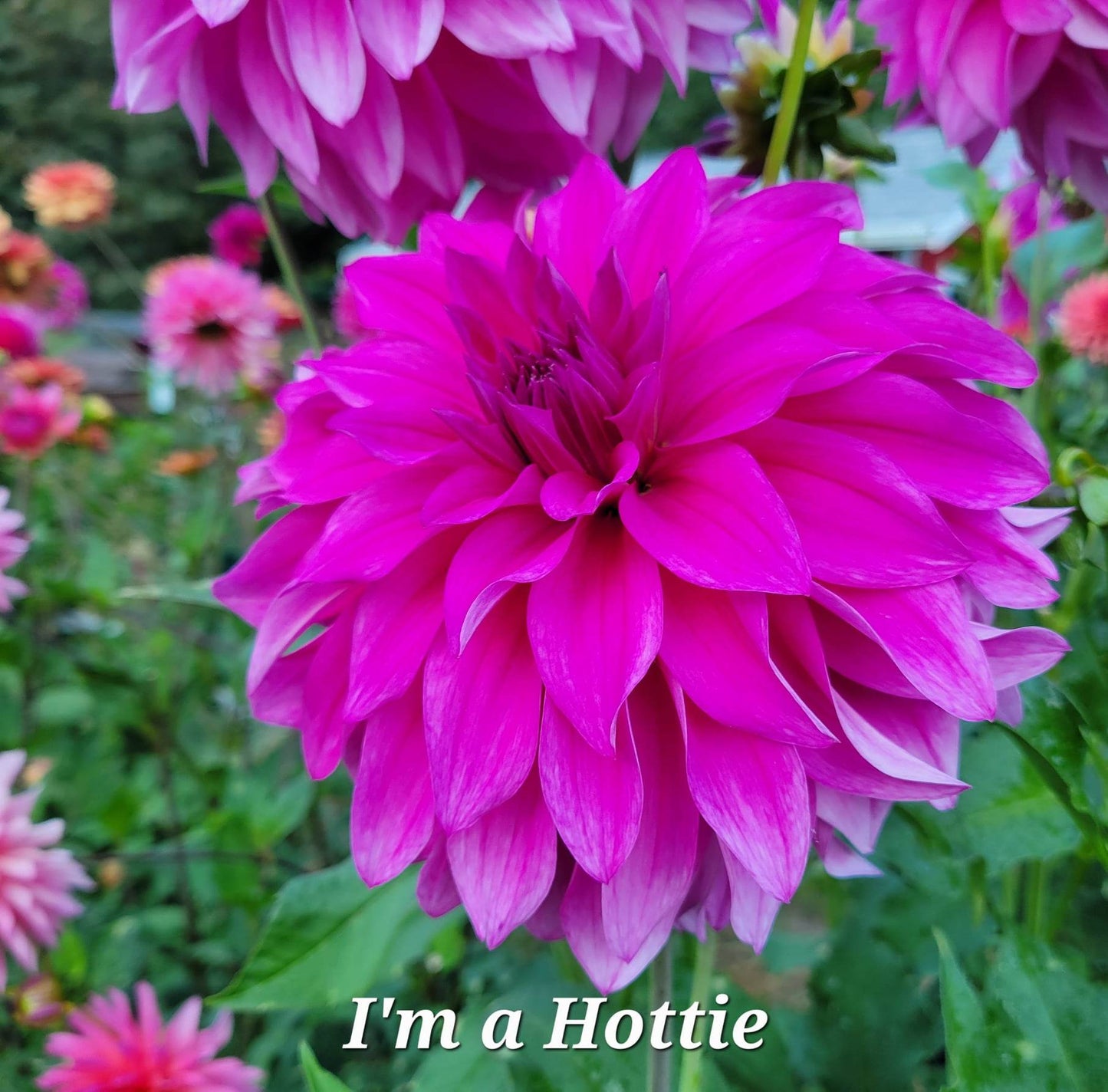 I'm a Hottie Dahlia Tuber